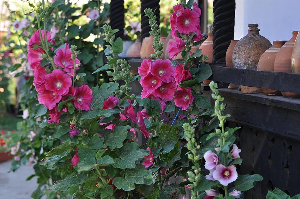 Bed & Breakfast Popamuseum Tarpesti Strada Muzeului Nr 28 Tîrpeşti Bagian luar foto